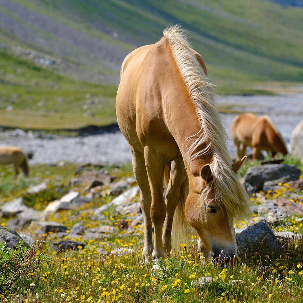 Haflinger Horse on its mountain pasture (Shieling) in the Otztal Alps art print by Martin Zwick for $57.95 CAD