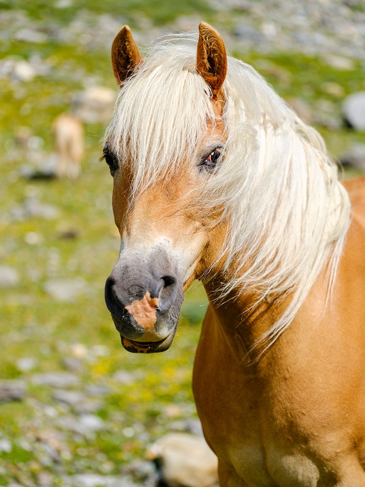 Haflinger Horse on its mountain pasture (Shieling) in the Otztal Alps art print by Martin Zwick for $57.95 CAD