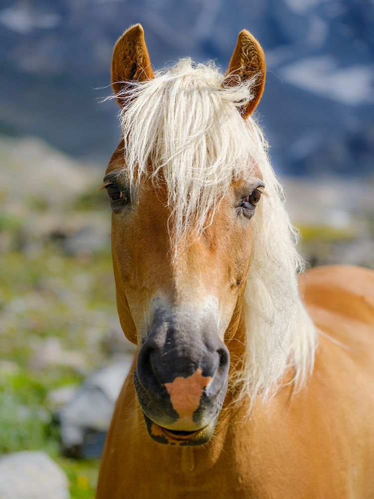 Haflinger Horse on its mountain pasture (Shieling) in the Otztal Alps art print by Martin Zwick for $57.95 CAD