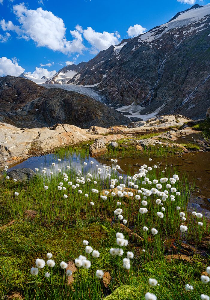 Scheuchzers cotton grass-Gurgler Ferner-Otztal Alps-Europe- Austria- Tyrol art print by Martin Zwick for $57.95 CAD
