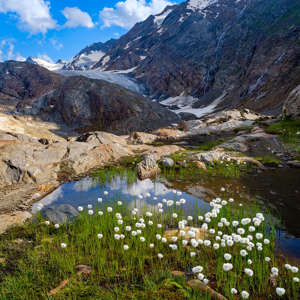Scheuchzers cotton grass-Gurgler Ferner-Otztal Alps-Europe- Austria- Tyrol art print by Martin Zwick for $57.95 CAD