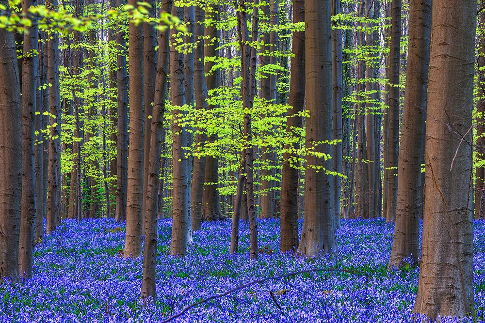 Europe-Belgium-Hallerbos forest with blooming bluebells art print by Jaynes Gallery for $57.95 CAD
