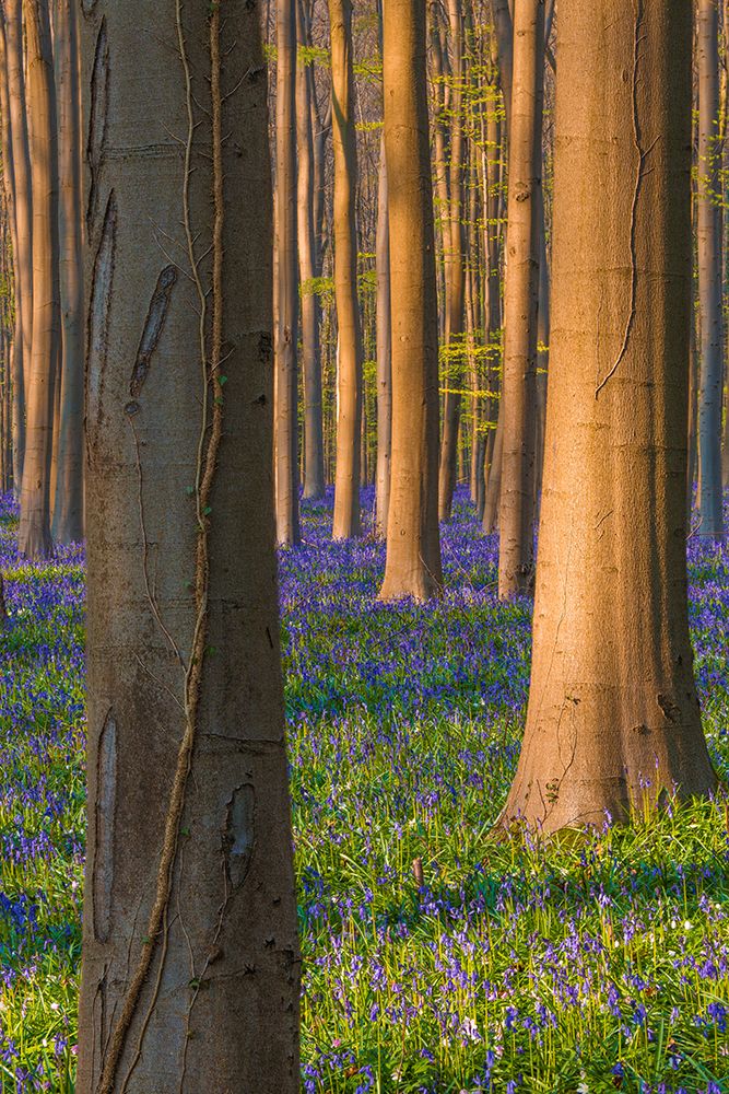 Europe-Belgium-Hallerbos forest with blooming bluebells art print by Jaynes Gallery for $57.95 CAD