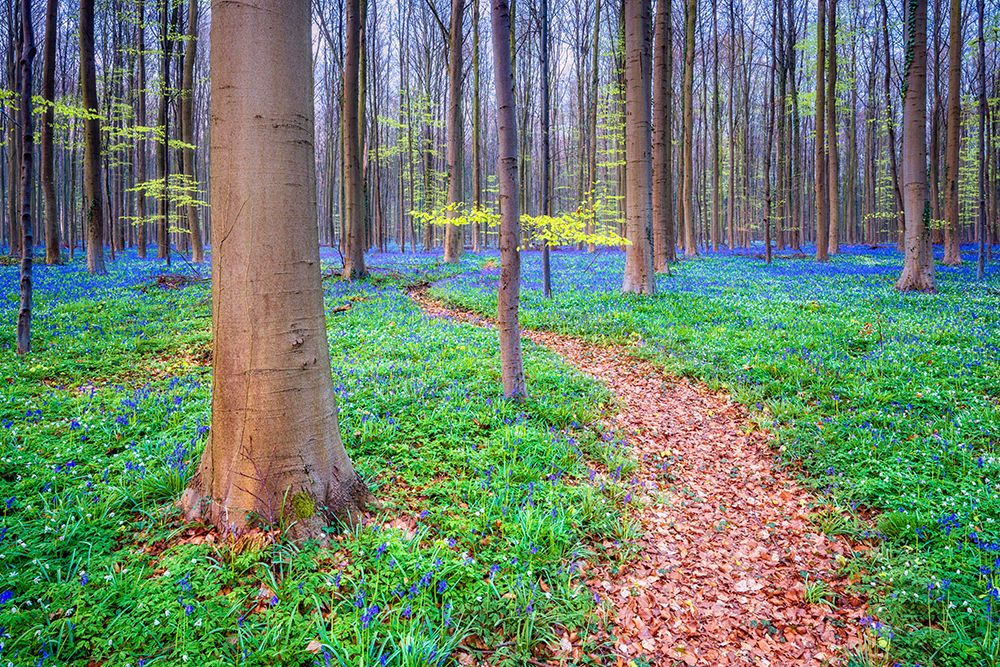 Europe-Belgium-Hallerbos forest with blooming bluebells art print by Jaynes Gallery for $57.95 CAD