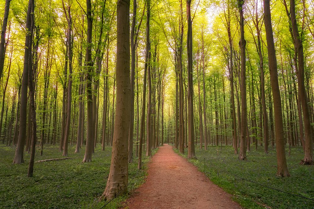 Europe-Belgium-Path in Hallerbos forest art print by Jaynes Gallery for $57.95 CAD