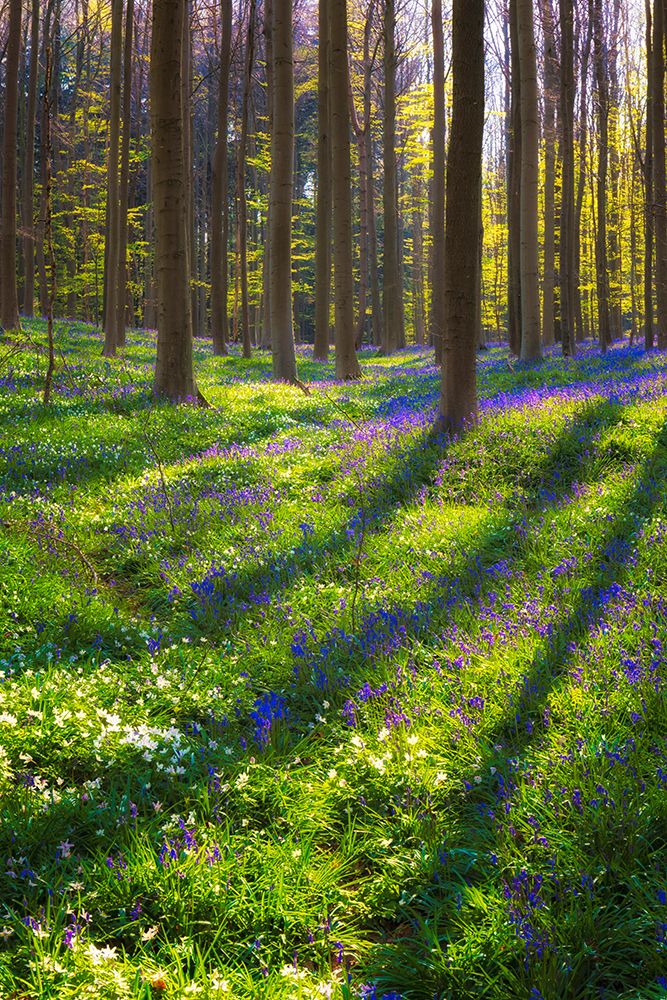 Europe-Belgium-Hallerbos forest with blooming bluebells art print by Jaynes Gallery for $57.95 CAD