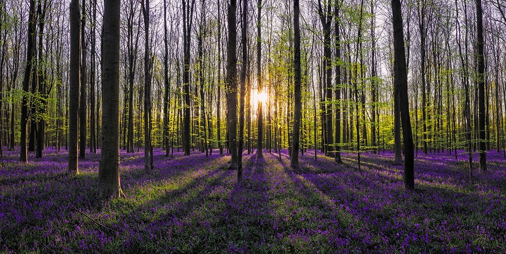 Europe-Belgium-Sunrise on Hallerbos forest with blooming bluebells art print by Jaynes Gallery for $57.95 CAD