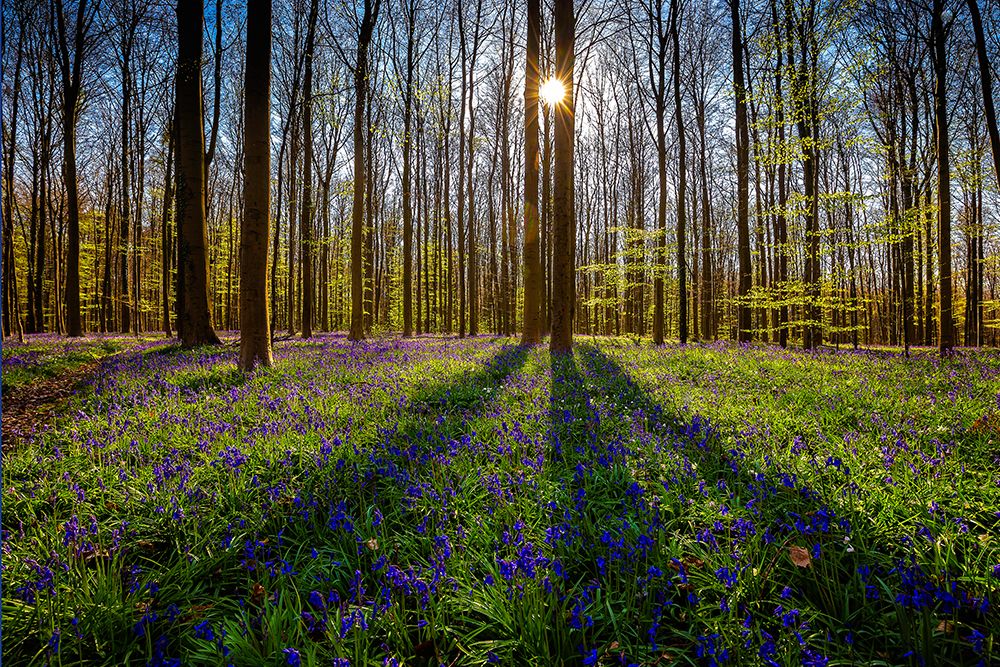 Europe-Belgium-Hallerbos forest with blooming bluebells art print by Jaynes Gallery for $57.95 CAD