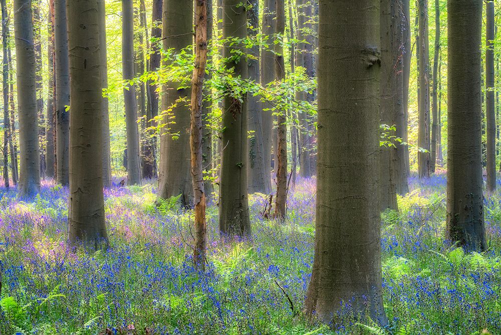 Europe-Belgium-Hallerbos forest with blooming bluebells art print by Jaynes Gallery for $57.95 CAD