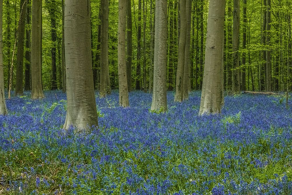 Belgium-Brussels. Hallerbos National Forest with spring bluebells. art print by Jaynes Gallery for $57.95 CAD