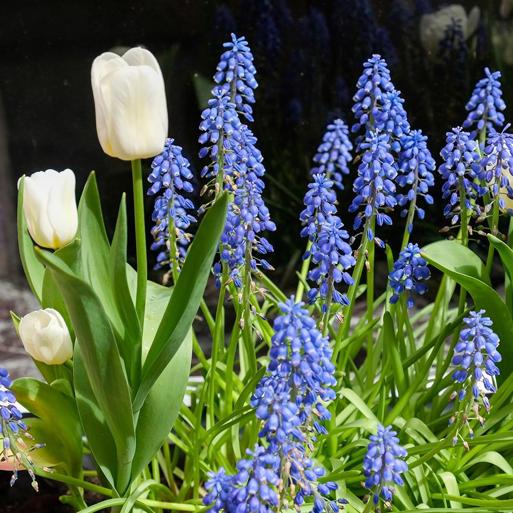 Bruges, Belgium. Spring flowers. art print by Julien McRoberts for $57.95 CAD