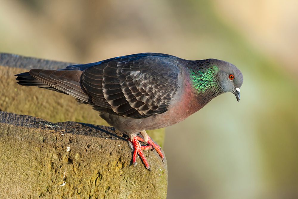 Pigeon perched on a stone wall art print by Tom Haseltine for $57.95 CAD
