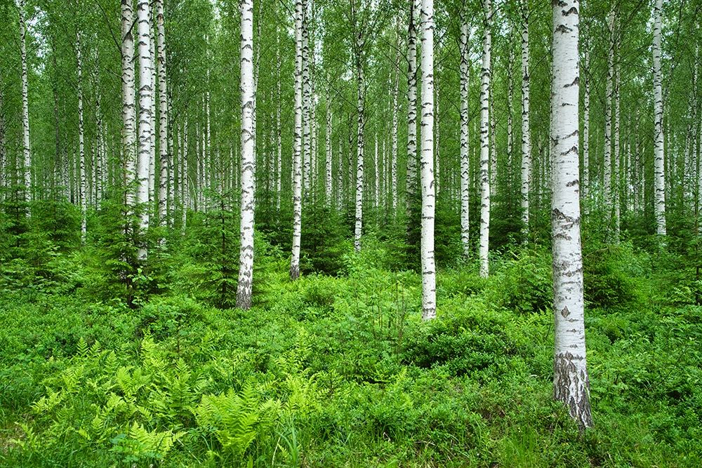 Finlandia-Savonlinna-birches forest art print by Michele Molinari for $57.95 CAD