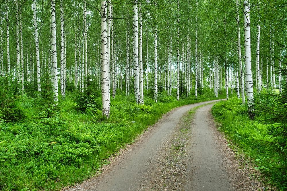Finlandia-Savonlinna-dirt road in a birches forest art print by Michele Molinari for $57.95 CAD