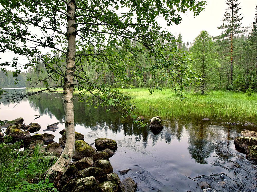 Finland, Kainuu, Hossa National Park. Along Karhunkierros hiking trail. art print by Michele Molinari for $57.95 CAD