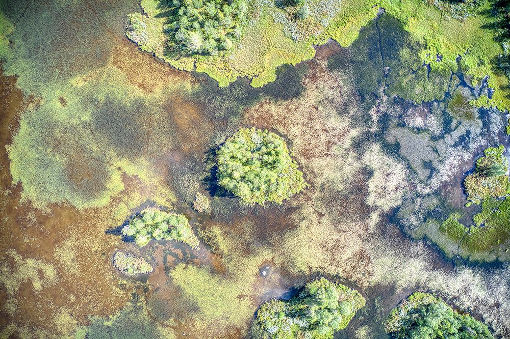 Finland, North Ostrobothnia, Rukatunturi area. Marshland. art print by Michele Molinari for $57.95 CAD