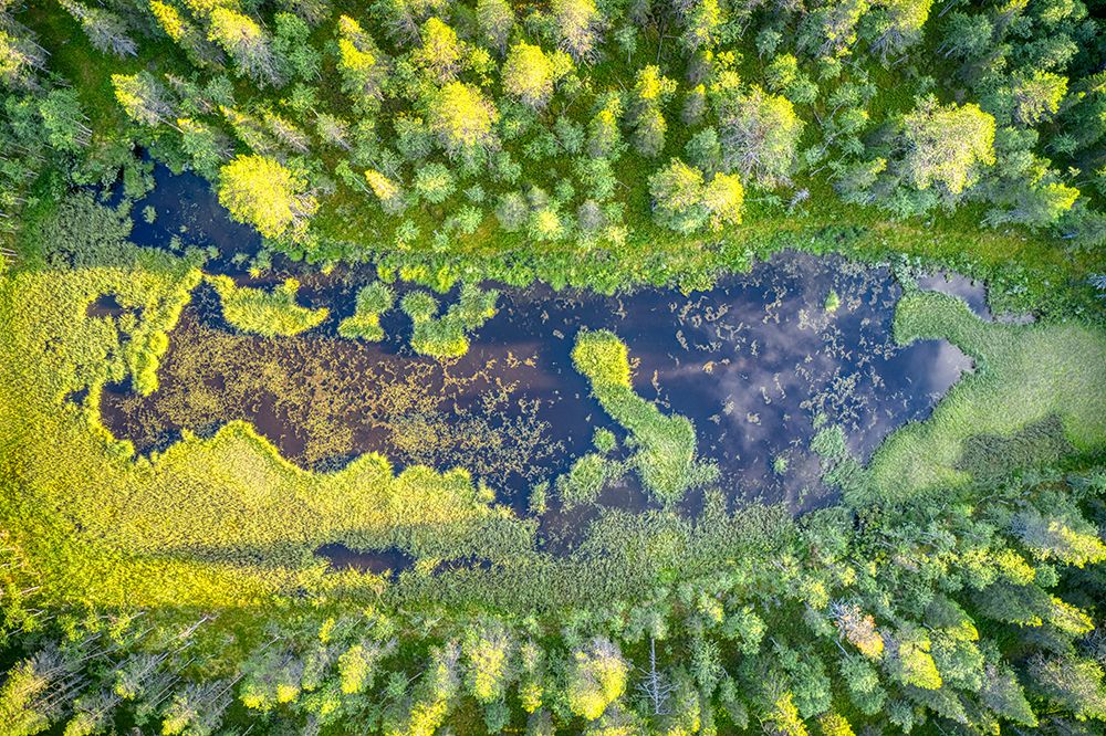 Finland, Lapland. Aerial view of a marsh in a forest. art print by Michele Molinari for $57.95 CAD