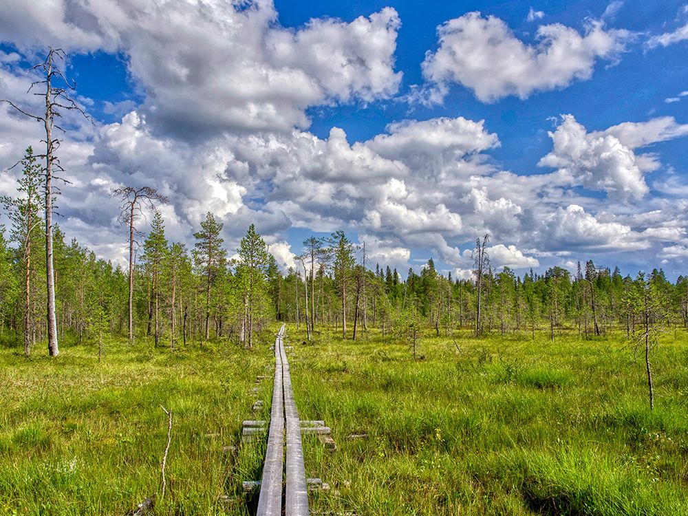 Finland, Kuusamo, Oulanka National Park. Elevated path crossing a marsh. art print by Michele Molinari for $57.95 CAD