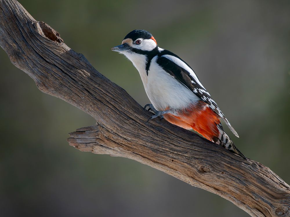Finland, Oulanka. Great spotted woodpecker during winter near Oulanka National Park. art print by Martin Zwick for $57.95 CAD
