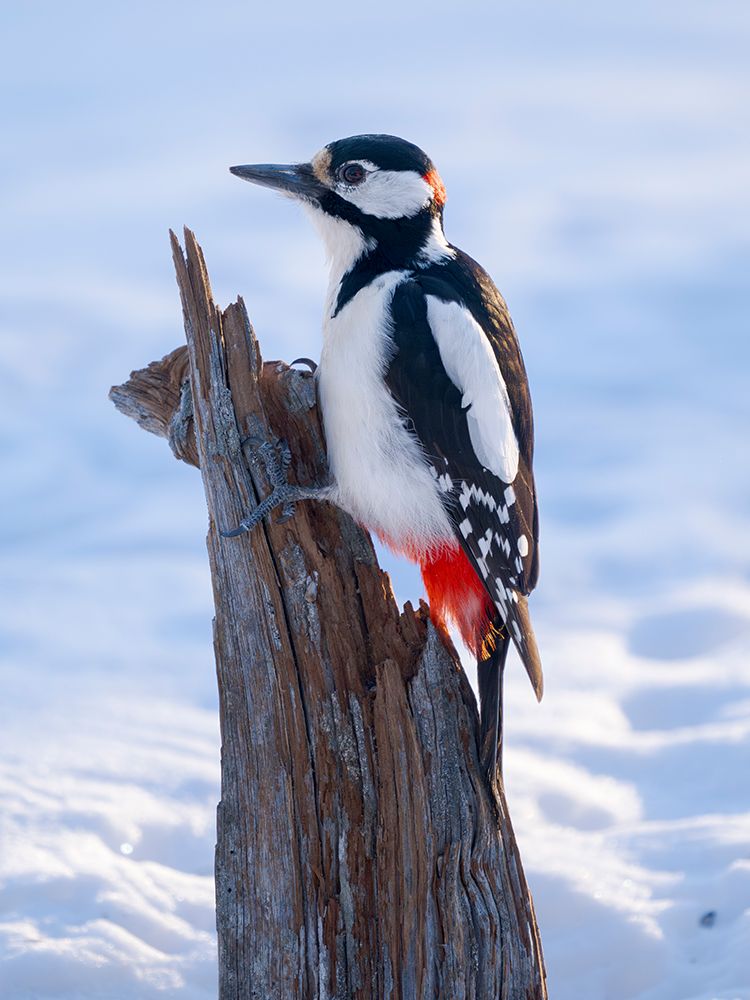 Finland, Oulanka. Great spotted woodpecker during winter near Oulanka National Park. art print by Martin Zwick for $57.95 CAD