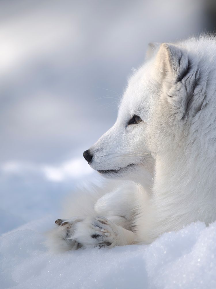 Finland, Ranua Wildlife Park. Dhole, Arctic fox in white winter coat. art print by Martin Zwick for $57.95 CAD