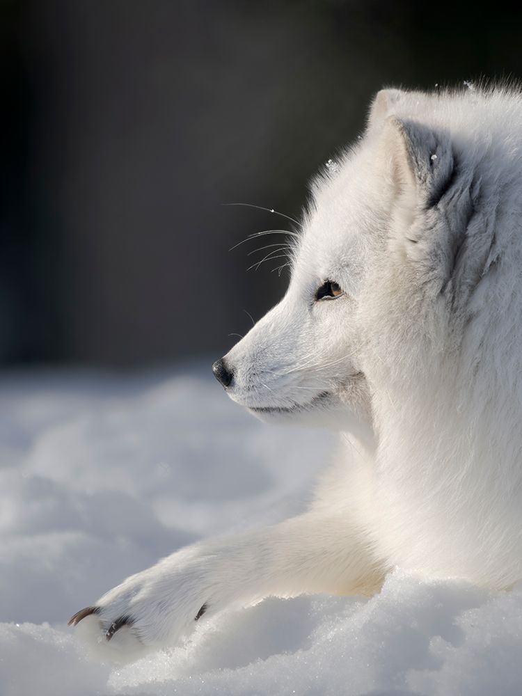 Finland, Ranua Wildlife Park. Dhole, Arctic fox in white winter coat. art print by Martin Zwick for $57.95 CAD
