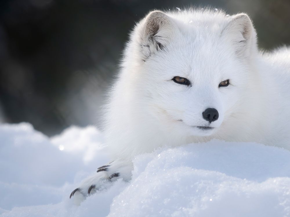 Finland, Ranua Wildlife Park. Dhole, Arctic fox in white winter coat. art print by Martin Zwick for $57.95 CAD
