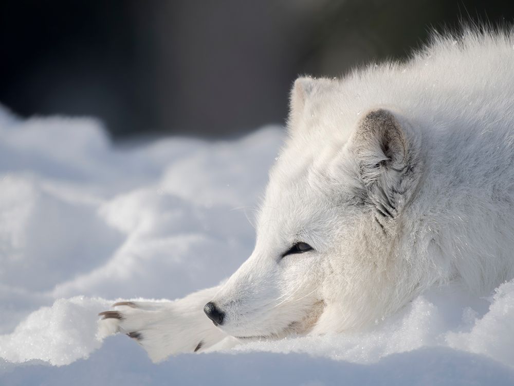 Finland, Ranua Wildlife Park. Dhole, Arctic fox in white winter coat. art print by Martin Zwick for $57.95 CAD