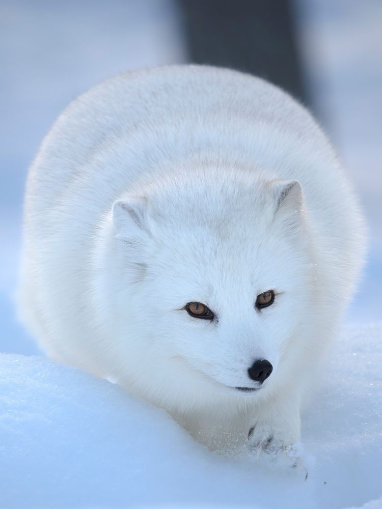 Finland, Ranua Wildlife Park. Dhole, Arctic fox in white winter coat. art print by Martin Zwick for $57.95 CAD