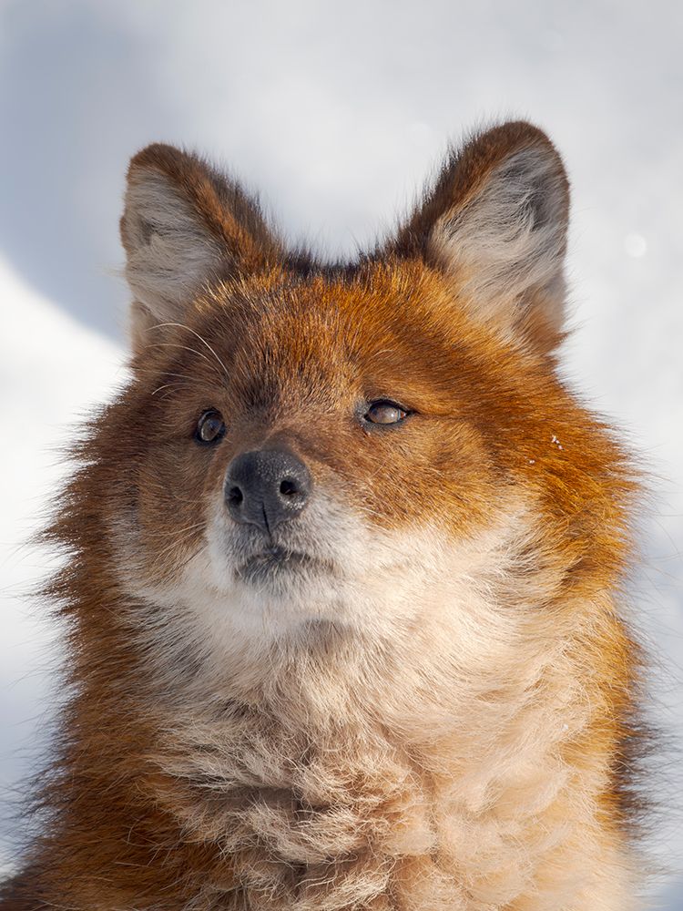Finland, Ranua Wildlife Park. Dhole, Asian wild dog during winter. art print by Martin Zwick for $57.95 CAD