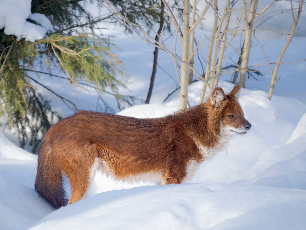 Finland, Ranua Wildlife Park. Dhole, Asian wild dog during winter. art print by Martin Zwick for $57.95 CAD