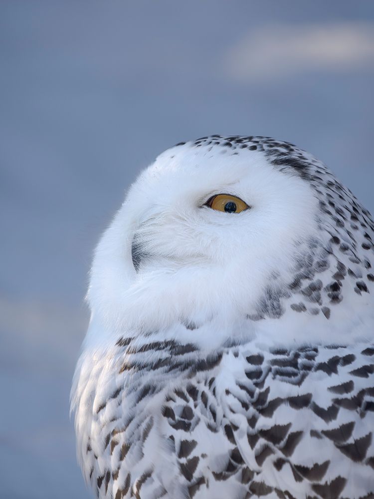 Finland, Ranua Wildlife Park. Snowy owl during winter. art print by Martin Zwick for $57.95 CAD