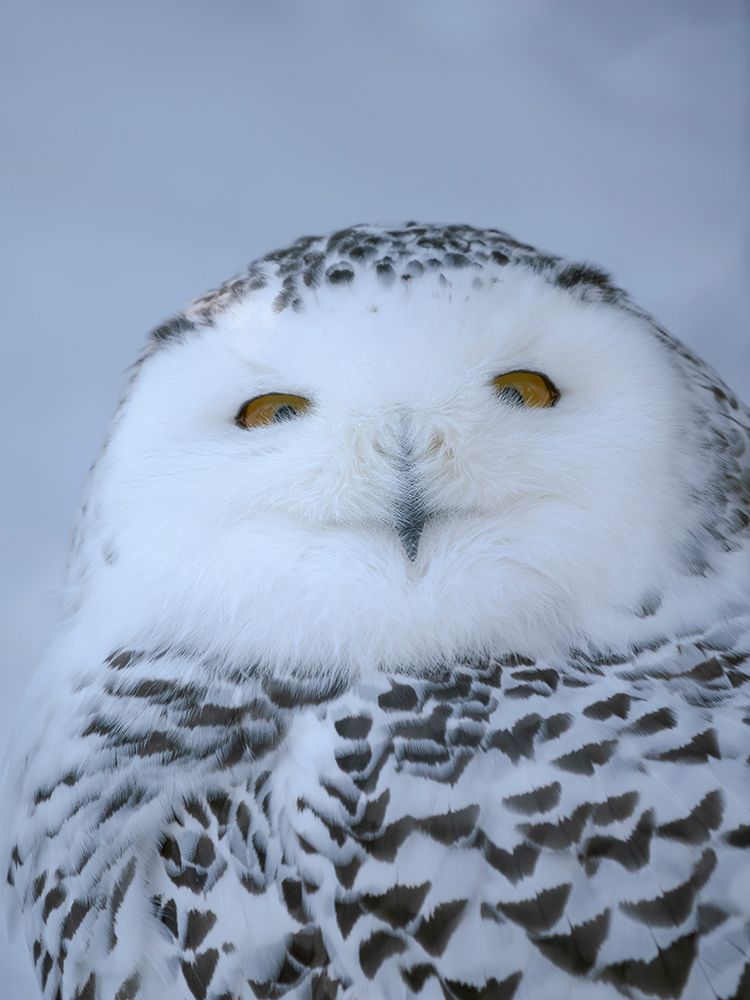 Finland, Ranua Wildlife Park. Snowy owl during winter. art print by Martin Zwick for $57.95 CAD