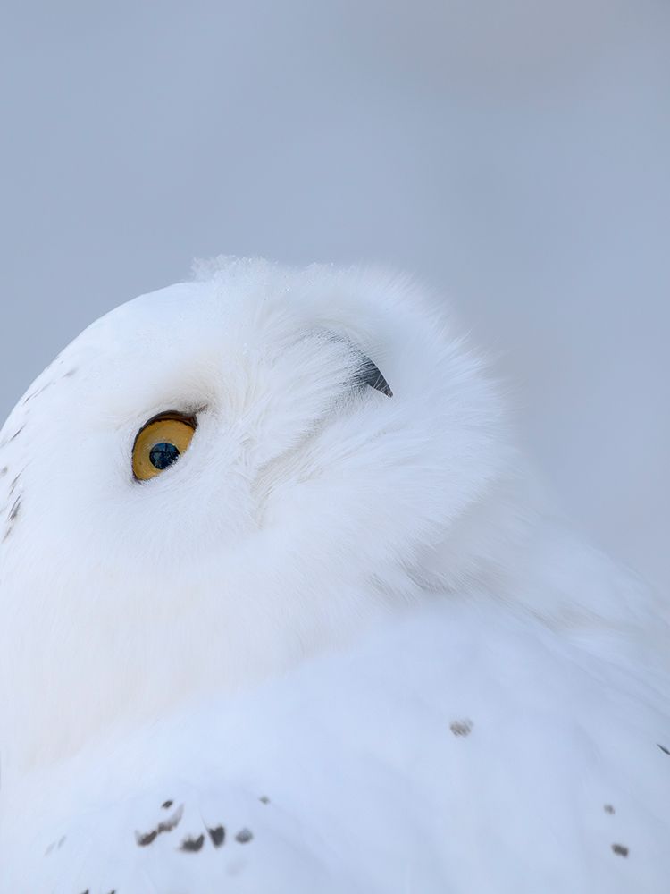 Finland, Ranua Wildlife Park. Snowy owl during winter. art print by Martin Zwick for $57.95 CAD