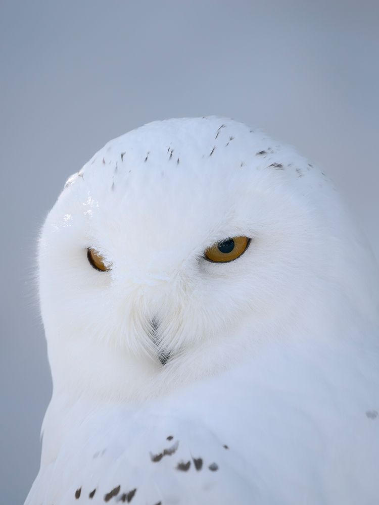 Finland, Ranua Wildlife Park. Snowy owl during winter. art print by Martin Zwick for $57.95 CAD