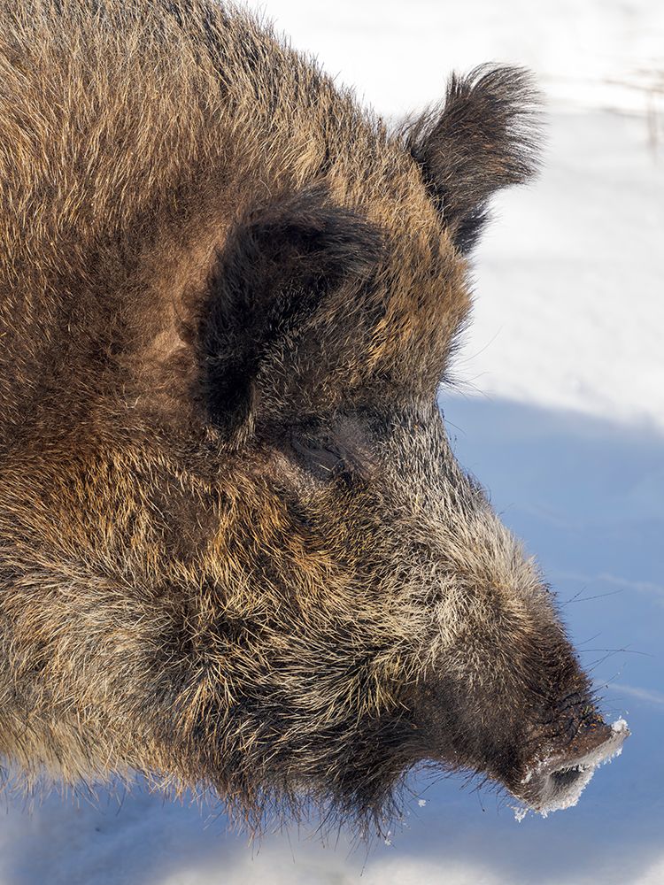 Finland, Ranua Wildlife Park. Wild boar during winter. art print by Martin Zwick for $57.95 CAD