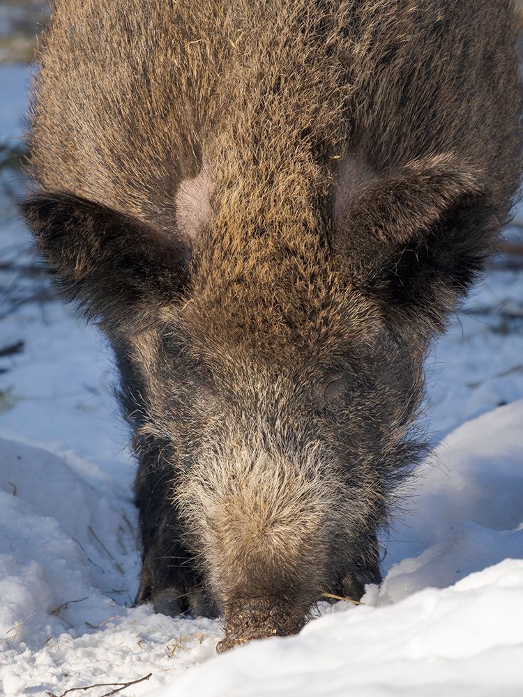 Finland, Ranua Wildlife Park. Wild boar during winter. art print by Martin Zwick for $57.95 CAD
