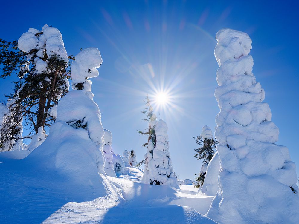 Boreal forest in snow in the Taiga of Finland at Mt. Iso Pyhatunturi. Winter in Salla NP in Lapland art print by Martin Zwick for $57.95 CAD