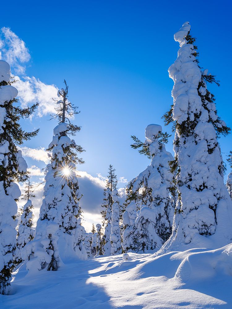 Boreal Forest or Taiga with spruce trees in winter. Riisitunturi NP in Lapland near Posio, Finland. art print by Martin Zwick for $57.95 CAD