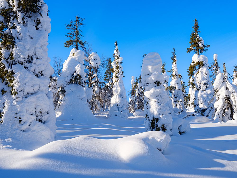 Boreal Forest or Taiga with spruce trees in winter. Riisitunturi NP in Lapland near Posio, Finland. art print by Martin Zwick for $57.95 CAD