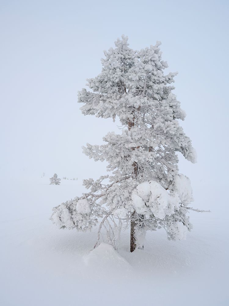 Scotch, Baltic, or European red pine. Winter in the Pallas-Yllastunturi NP near Pallas, Finland. art print by Martin Zwick for $57.95 CAD