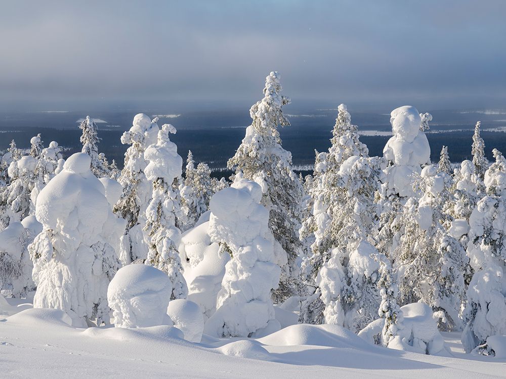Snow covered mountain forest near Luosto. Pyha-Luosto National Park, winter in Lapland, Finland. art print by Martin Zwick for $57.95 CAD