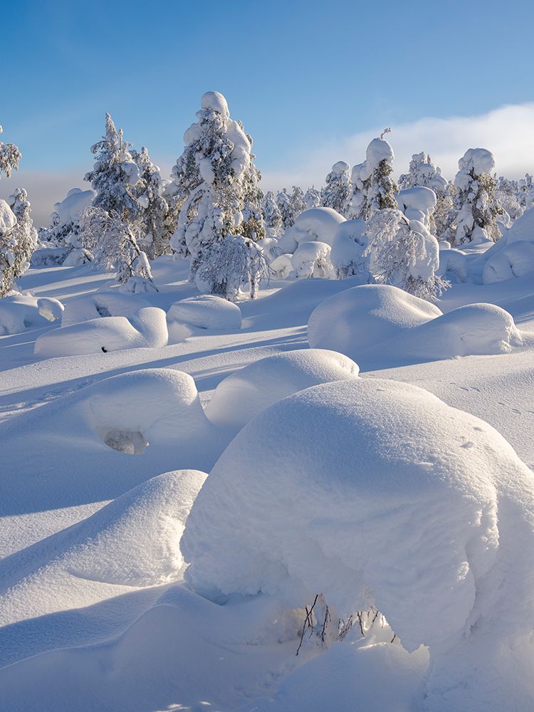 Snow covered mountain forest near Luosto. Pyha-Luosto National Park, winter in Lapland, Finland. art print by Martin Zwick for $57.95 CAD