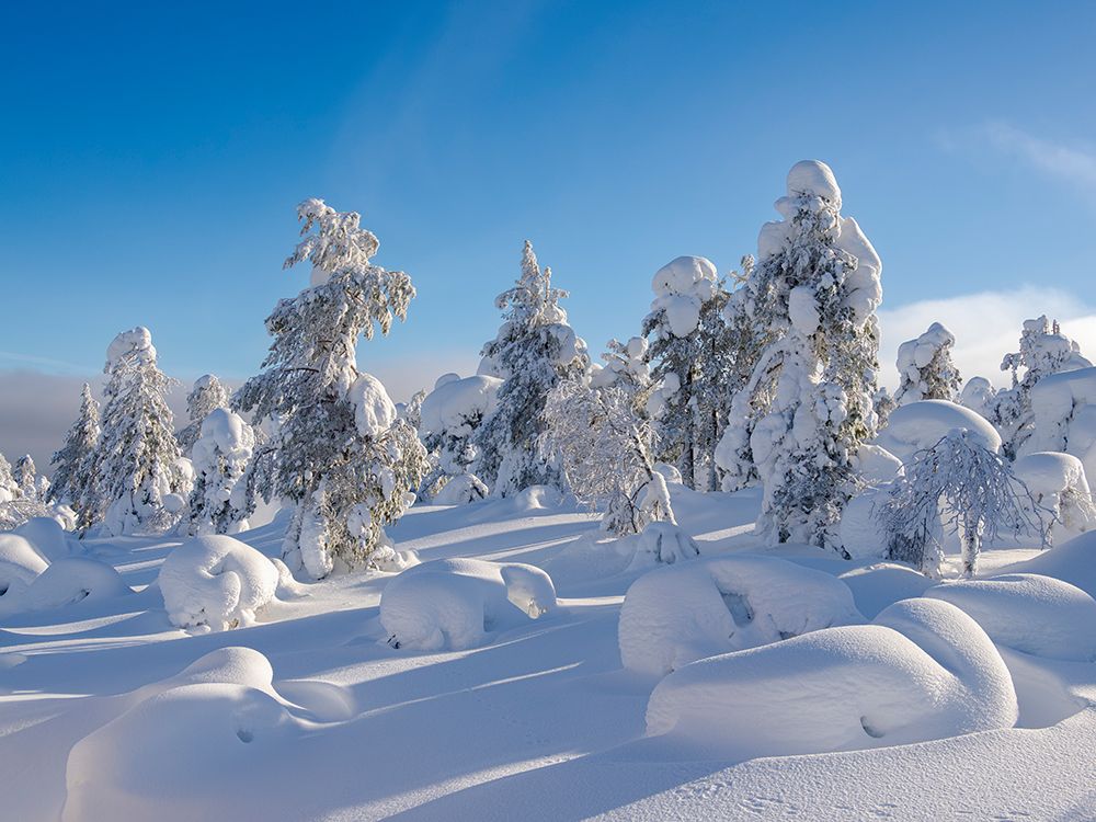 Snow covered mountain forest near Luosto. Pyha-Luosto National Park, winter in Lapland, Finland. art print by Martin Zwick for $57.95 CAD