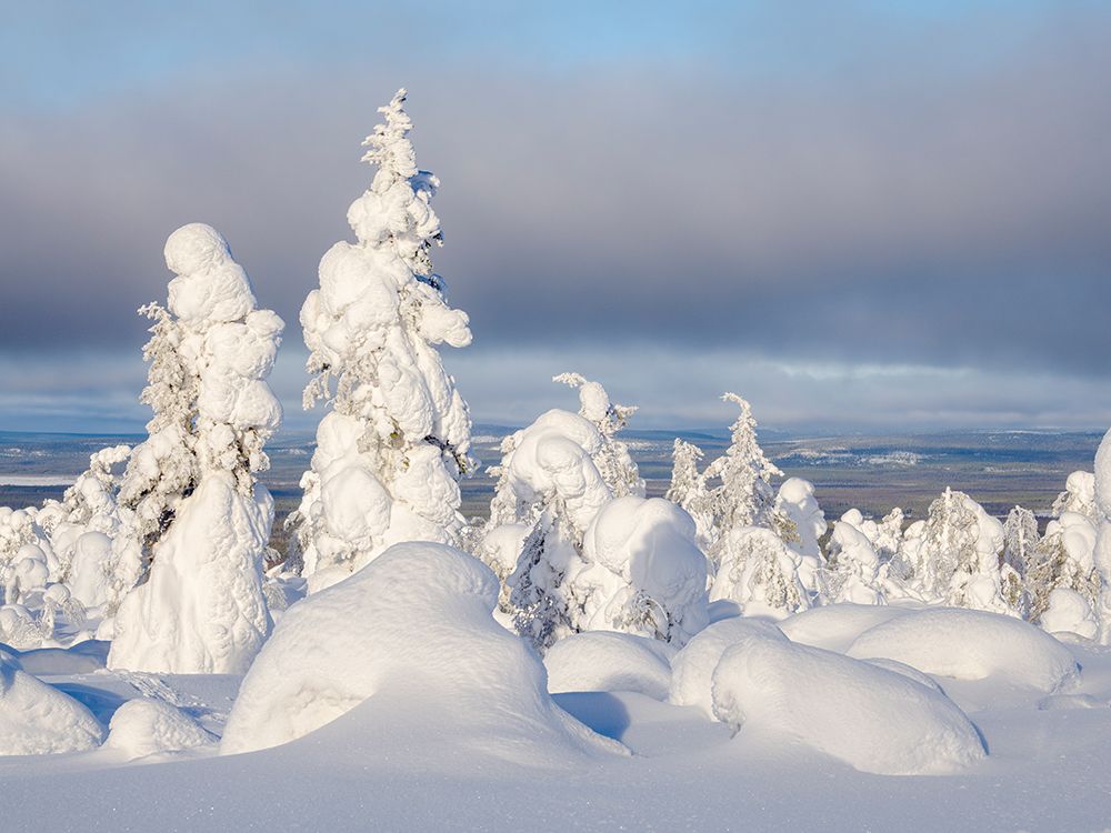Snow covered mountain forest near Luosto. Pyha-Luosto National Park, winter in Lapland, Finland. art print by Martin Zwick for $57.95 CAD