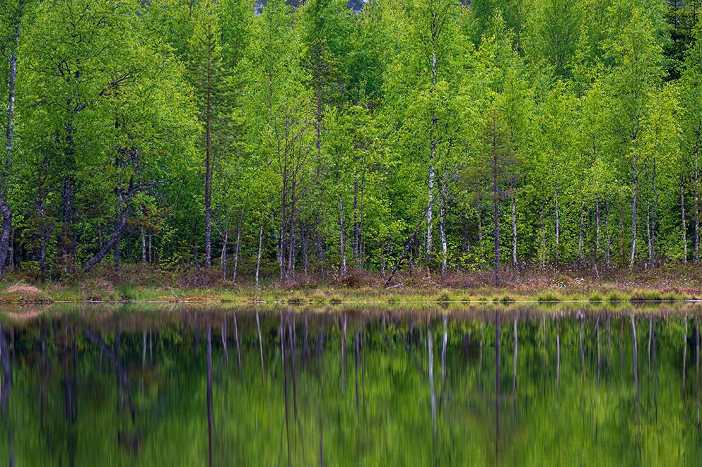 A scenic view of trees on a lake shore Kuhmo-Oulu-Finland art print by Sergio Pitamitz for $57.95 CAD