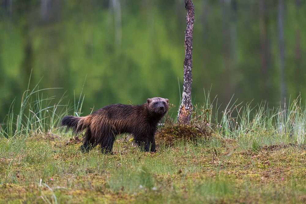 Portrait of a wolverine-Gulo gulo Kuhmo-Oulu-Finland art print by Sergio Pitamitz for $57.95 CAD