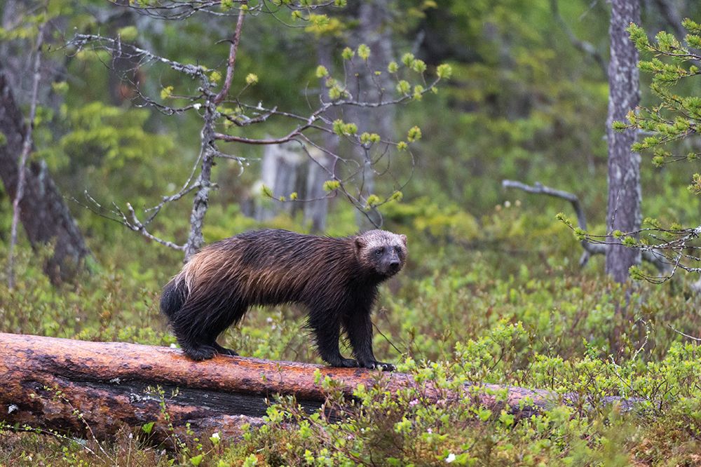 A wolverine-Gulo gulo-standing on a dead log Kuhmo-Oulu-Finland art print by Sergio Pitamitz for $57.95 CAD