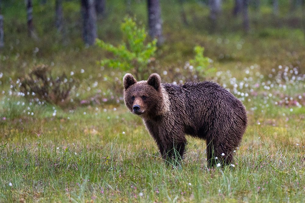 Portrait of a juvenile European brown bear-Ursus arctos Kuhmo-Oulu-Finland art print by Sergio Pitamitz for $57.95 CAD