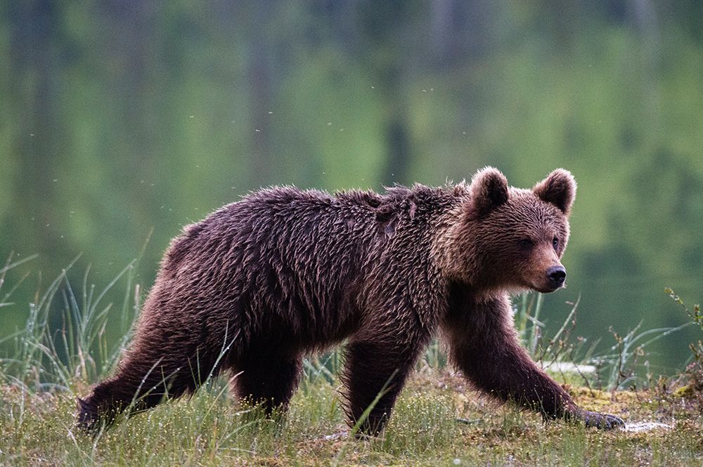 Portrait of a European brown bear walking Kuhmo-Oulu-Finland art print by Sergio Pitamitz for $57.95 CAD